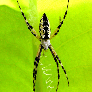 garden spider size